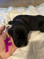 Purple collar, a female Cane Corso for sale in Oklahoma City, OK – 7 of 12