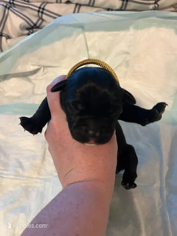 Yellow collar – Cane Corso puppy on hold in Oklahoma City, OK