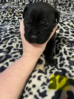 Yellow collar, a female Cane Corso for sale in Oklahoma City, OK – 12 of 14