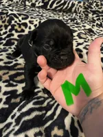 Green collar, a male Cane Corso for sale in Oklahoma City, OK – 9 of 9