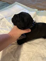 Dark blue, a male Cane Corso for sale in Oklahoma City, OK – 6 of 8