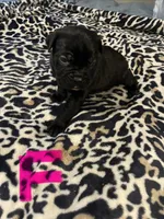 Pink collar, a female Cane Corso for sale in Oklahoma City, OK – 13 of 13