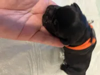 Orange collar, a male Cane Corso for sale in Oklahoma City, OK – 2 of 9