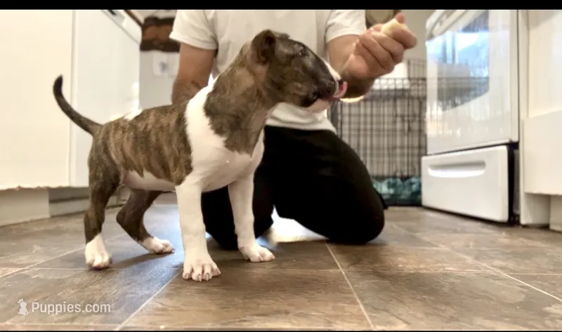 Rosa – Bull Terrier puppy for sale in Port Orchard, WA
