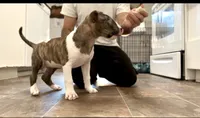 Rosa, a female Bull Terrier for sale in Port Orchard, WA – 1 of 8