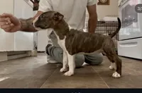 Rosa, a female Bull Terrier for sale in Port Orchard, WA – 8 of 8