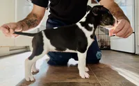 Cow, a female Bull Terrier for sale in Port Orchard, WA – 2 of 8