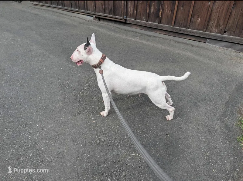 Blanca  – Bull Terrier puppy for sale in Port Orchard, WA