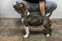 Rosa, a female Bull Terrier for sale in Port Orchard, WA – 5 of 8