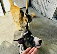 Cow, a female Bull Terrier for sale in Port Orchard, WA – 5 of 8