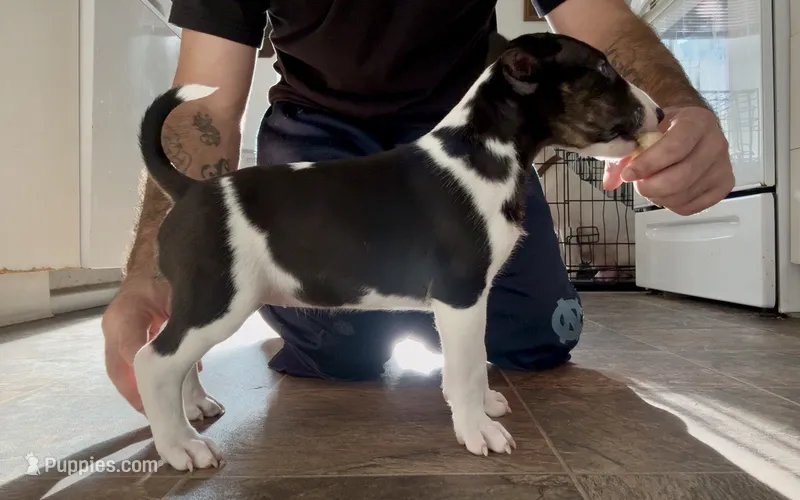 Spawn – Bull Terrier puppy for sale in Port Orchard, WA