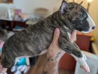 Spawn, a male Bull Terrier for sale in Port Orchard, WA – 2 of 5