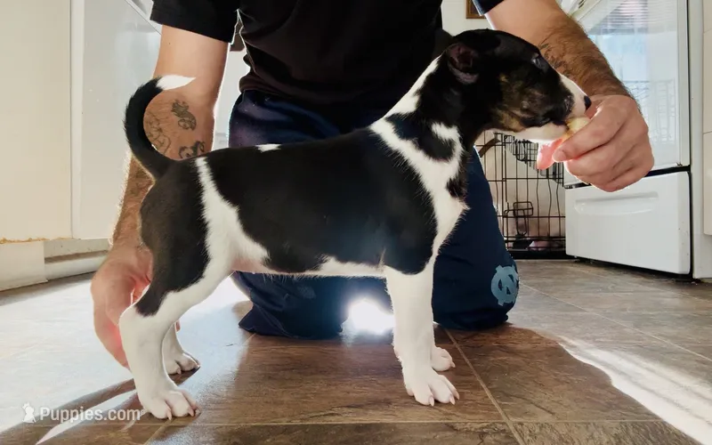Cow – Bull Terrier puppy for sale in Port Orchard, WA