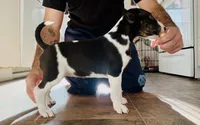 Cow, a female Bull Terrier for sale in Port Orchard, WA – 1 of 8