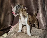 Rosa, a female Bull Terrier for sale in Port Orchard, WA – 7 of 8