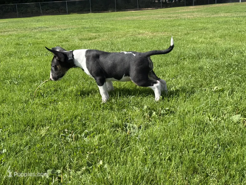 Cow – Bull Terrier puppy for sale in Port Orchard, WA