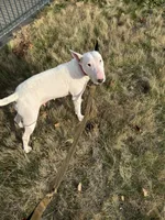 Blanca , a female Bull Terrier for sale in Port Orchard, WA – 6 of 6