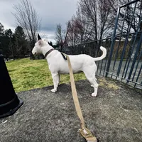 Blanca , a female Bull Terrier for sale in Port Orchard, WA – 4 of 6