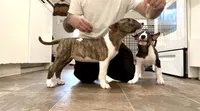 Rosa, a female Bull Terrier for sale in Port Orchard, WA – 2 of 8