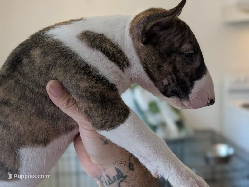 Spawn – Bull Terrier puppy for sale in Port Orchard, WA
