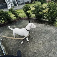 Blanca , a female Bull Terrier for sale in Port Orchard, WA – 5 of 6