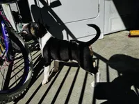 Cow, a female Bull Terrier for sale in Port Orchard, WA – 6 of 8