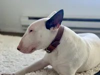 Blanca , a female Bull Terrier for sale in Port Orchard, WA – 2 of 6