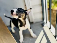 Cow, a female Bull Terrier for sale in Port Orchard, WA – 3 of 8