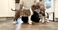Rosa, a female Bull Terrier for sale in Port Orchard, WA – 6 of 8