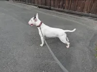 Spawn, a male Bull Terrier for sale in Port Orchard, WA – 4 of 5
