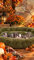 Big Blue, a male French Bulldog for sale in Harrisburg, PA – 2 of 2