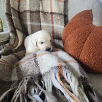 Nobel, a male English Cream Golden Retriever for sale in Harrisburg, PA – 4 of 7
