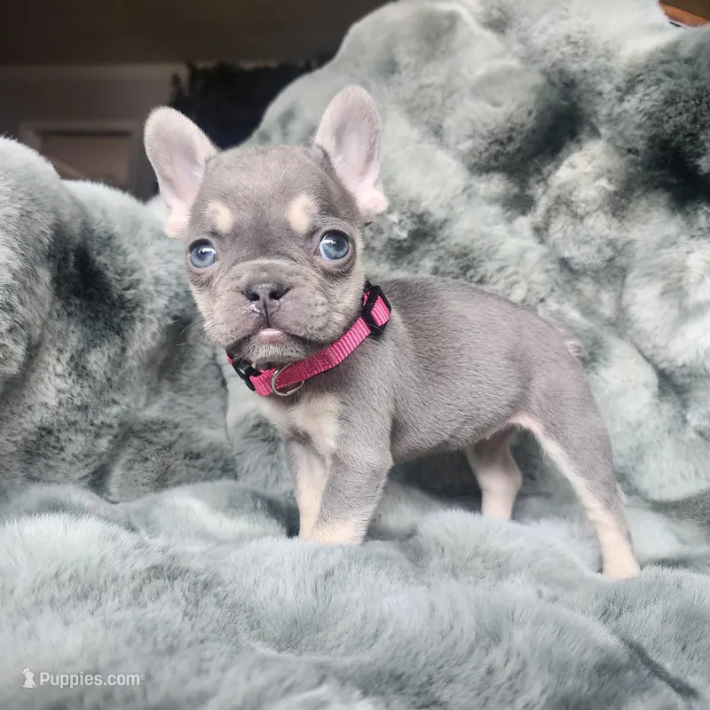 Pinky – French Bulldog puppy for sale in Harrisburg, PA