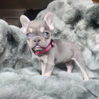 Pinky, a female French Bulldog for sale in Harrisburg, PA – Photo 1 of 2