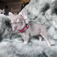 Pinky, a female French Bulldog for sale in Harrisburg, PA – Photo 2 of 2