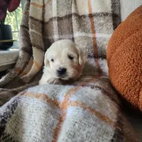 Nobel, a male English Cream Golden Retriever for sale in Harrisburg, PA – 7 of 7