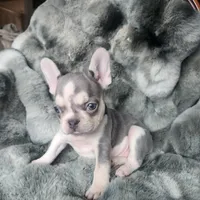 Lilac, a female French Bulldog for sale in Harrisburg, PA – Photo 4 of 5
