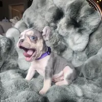 Lilac, a female French Bulldog for sale in Harrisburg, PA – Photo 5 of 5