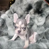 Lilac, a female French Bulldog for sale in Harrisburg, PA – Photo 3 of 5