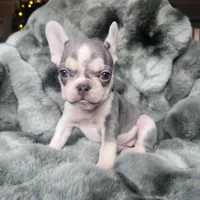 Lilac, a female French Bulldog for sale in Harrisburg, PA – Photo 2 of 5