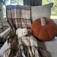 Nobel, a male English Cream Golden Retriever for sale in Harrisburg, PA – 6 of 7