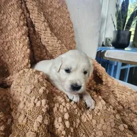 Olivia, a female English Cream Golden Retriever for sale in Harrisburg, PA – 4 of 7