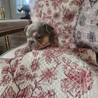 Rose, a female French Bulldog for sale in Harrisburg, PA – 2 of 7