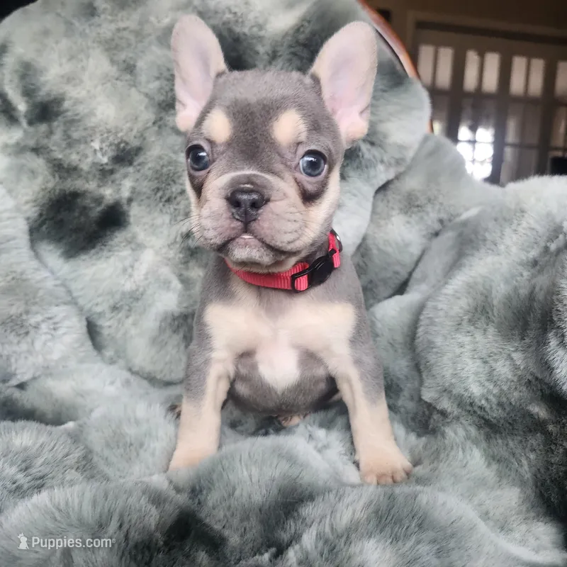 Ruby, a female French Bulldog for sale in Harrisburg, PA – Photo 1 of 3