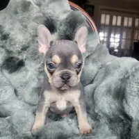 Ruby, a female French Bulldog for sale in Harrisburg, PA – Photo 2 of 3