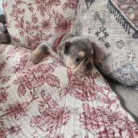 Rose, a female French Bulldog for sale in Harrisburg, PA – 6 of 7