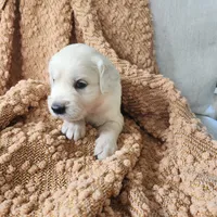 Olivia, a female English Cream Golden Retriever for sale in Harrisburg, PA – 5 of 7