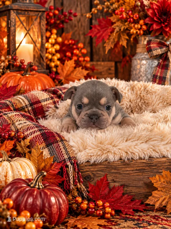 Rose – French Bulldog puppy for sale in Harrisburg, PA