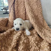 Olivia, a female English Cream Golden Retriever for sale in Harrisburg, PA – 3 of 7