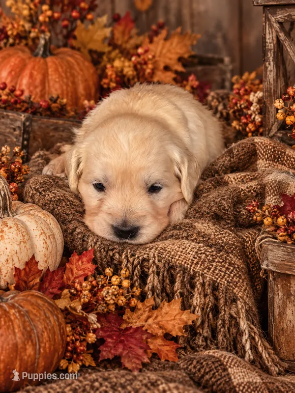 Nobel – English Cream Golden Retriever puppy for sale in Harrisburg, PA